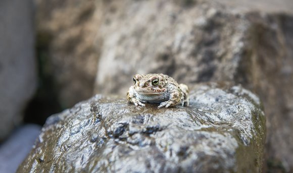 Eine Kröte sitzt auf einem Stein in ihrem Lebensraum. 