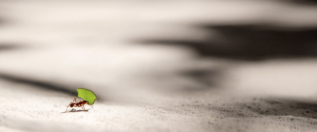 Eine Ameise trägt ein grünes Blatt.  | © Vlad Tchompalov on Unsplash