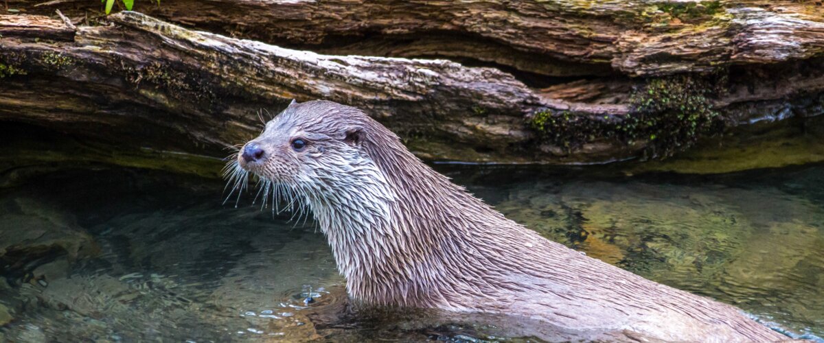 Ein Fischotter im flachen Wasser.  | © iStock.com / Sepp Friedhuber