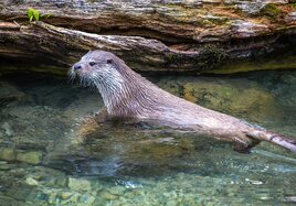 Ein Fischotter im flachen Wasser. 