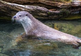 Ein Fischotter im flachen Wasser. 