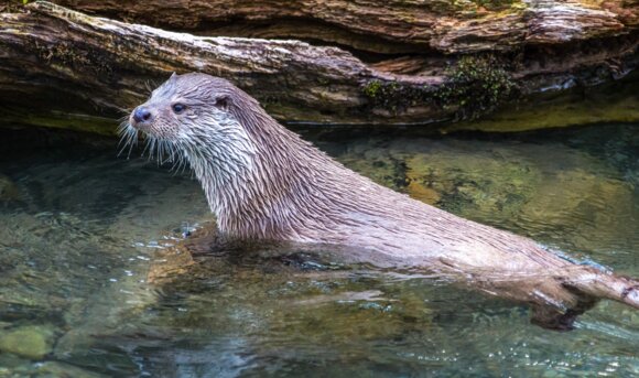 Ein Fischotter im flachen Wasser. 