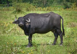 Ein Wasserbüffel auf einer Wiese. 