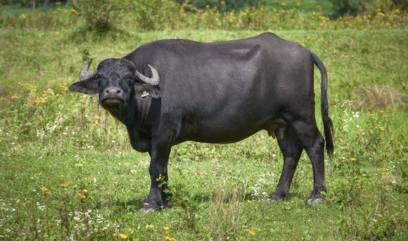 Ein Wasserbüffel auf einer Wiese. 