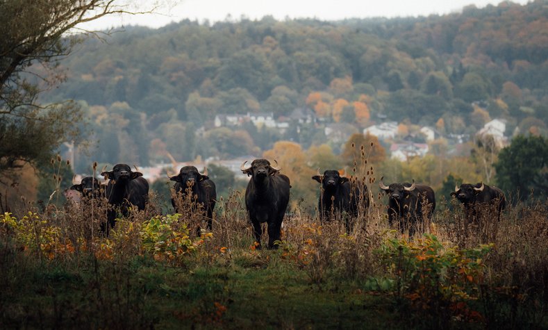 Water buffalos are helping the Deutsche Bahn transform a former military site into a swamp.