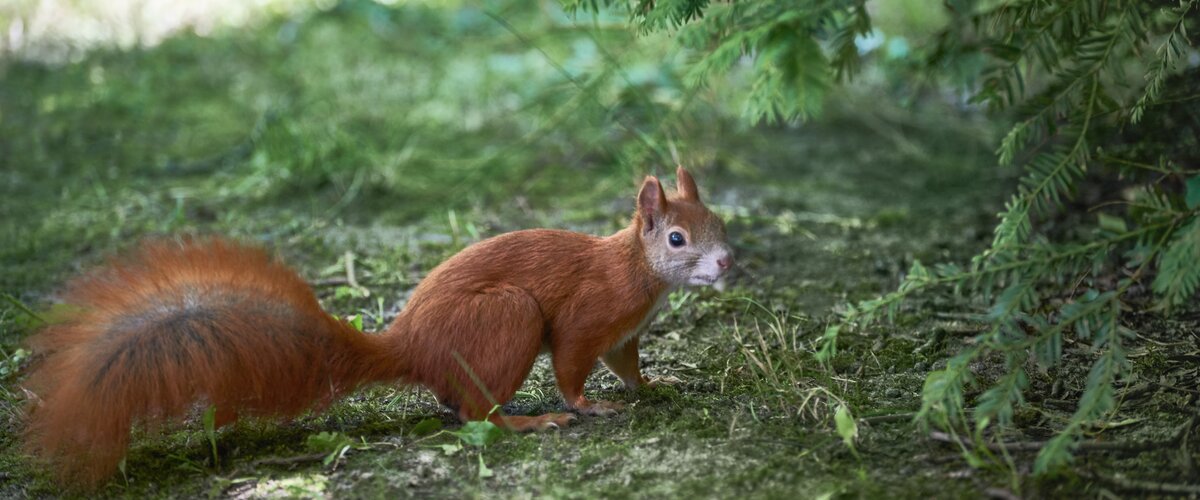 Ein Eichhörnchen sitzt neben einem Nadelbaum.  | © DB AG / Faruk Hosseini