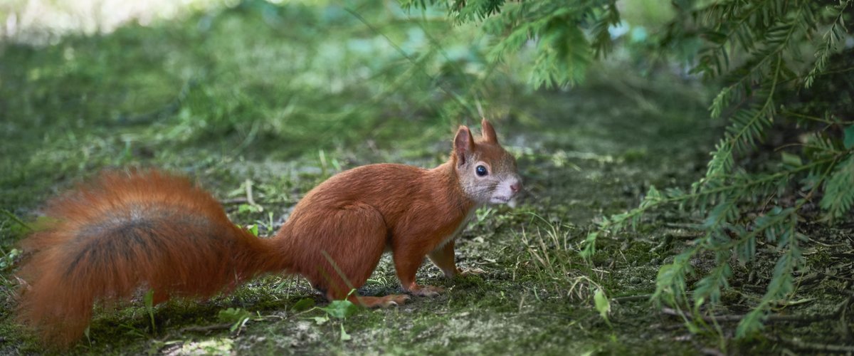 Ein Eichhörnchen sitzt neben einem Nadelbaum.  | © DB AG / Faruk Hosseini