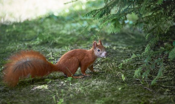 Ein Eichhörnchen sitzt neben einem Nadelbaum. 