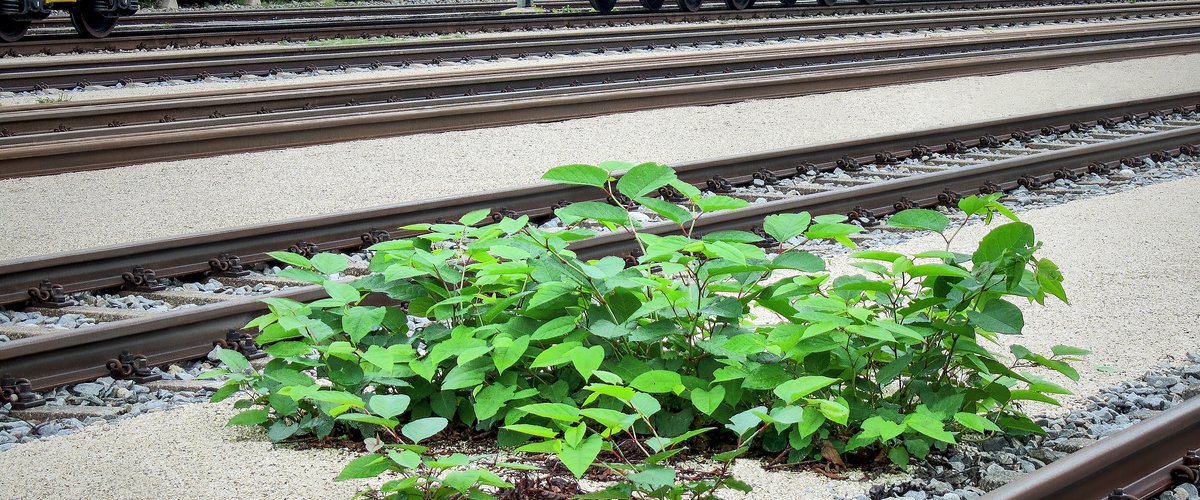 Grüne Pflanzensprösslinge wachsen auch im Gleisbett.  | © DB AG / Isabel Richter