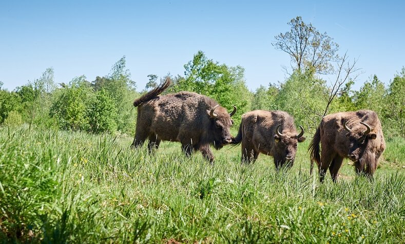 So sorgen die Tiere dafür, dass die Flächen nicht zu sehr mit Büschen und Gehölz zuwachsen.