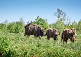 The animals ensure that the areas are not overgrown with bushes and trees.