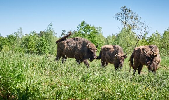 The animals ensure that the areas are not overgrown with bushes and trees.