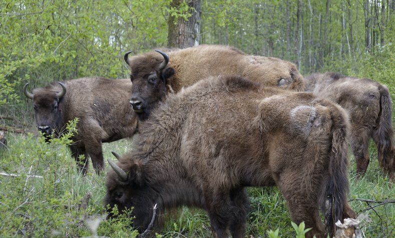 The first six of a total of nine bison have been on duty on the Muna site since the end of April.