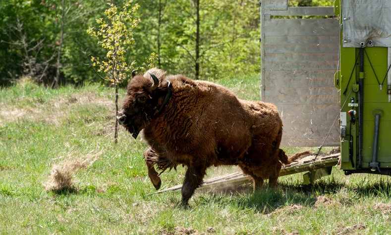 The European bison move to their new home on the 260 hectare specially protected forest area.