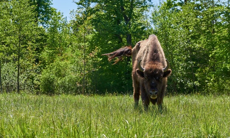 In addition to herbs and grasses, twigs and lichens are also on the menu of wild cattle.