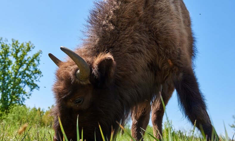 An adult bison eats around 50 kilograms of grass a day.