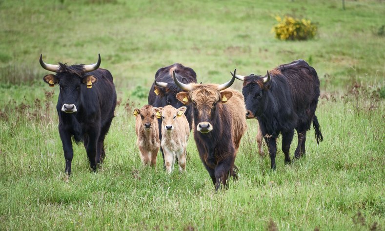 Heck cattle as landscape carer  at the Aschaffenburg natural heritage trail.