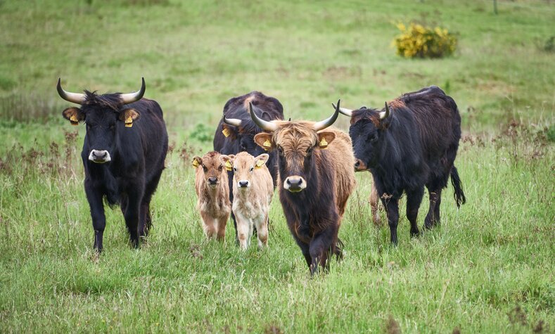 Heck cattle as landscape carer  at the Aschaffenburg natural heritage trail.