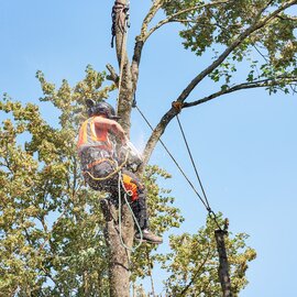 Ein Mitarbeiter bescheidet die Krone eines Baumes.  | © DB AG / Faruk Hosseini