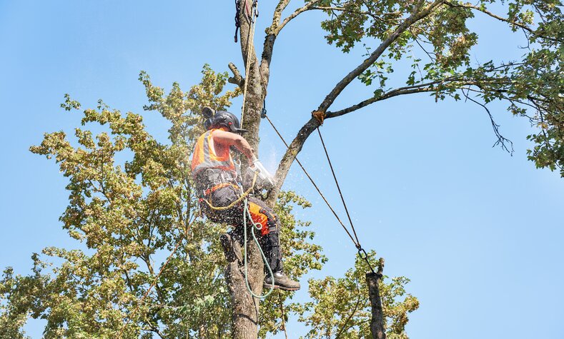 Ein Mitarbeiter bescheidet die Krone eines Baumes. 