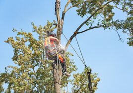 Ein Mitarbeiter bescheidet die Krone eines Baumes. 