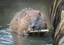 Ein Biber nagt im Fluss an einem kleinen Stück Holz.