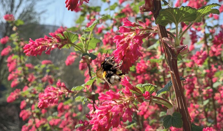 Eine Biene sitzt an einem blühenden Strauch.  | © DB AG / Manuel Dürer