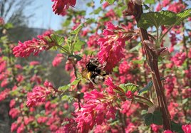 Eine Biene sitzt an einem blühenden Strauch. 