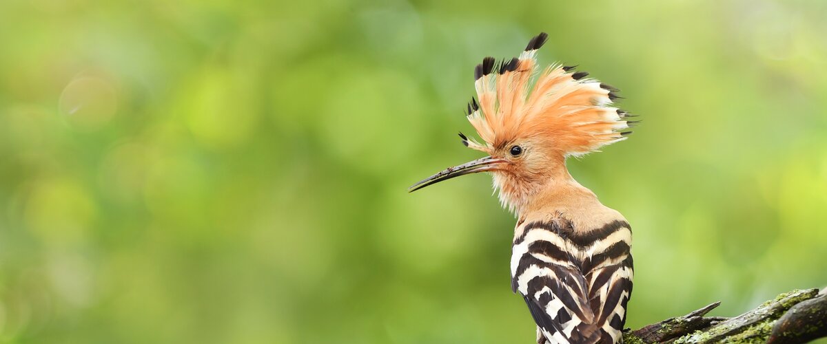 Ein Wiedehopf auf einem Ast. | © iStock.com/ Piotr Krzeslak