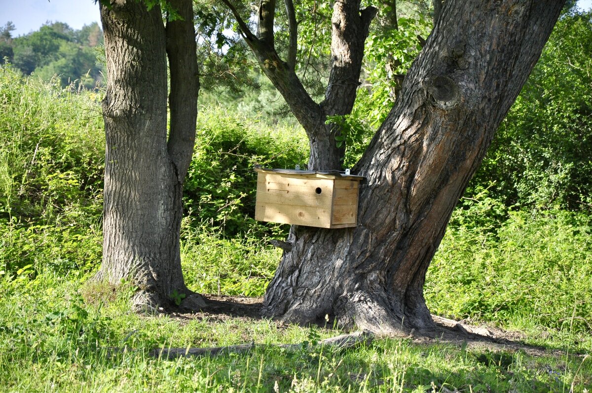 Einer von insgesamt 13 Nistkästen für den Wiedehopf auf dem Gelände des Naturlehrpfades in Aschaffenburg. | © DB Netz AG: Stella Wamser