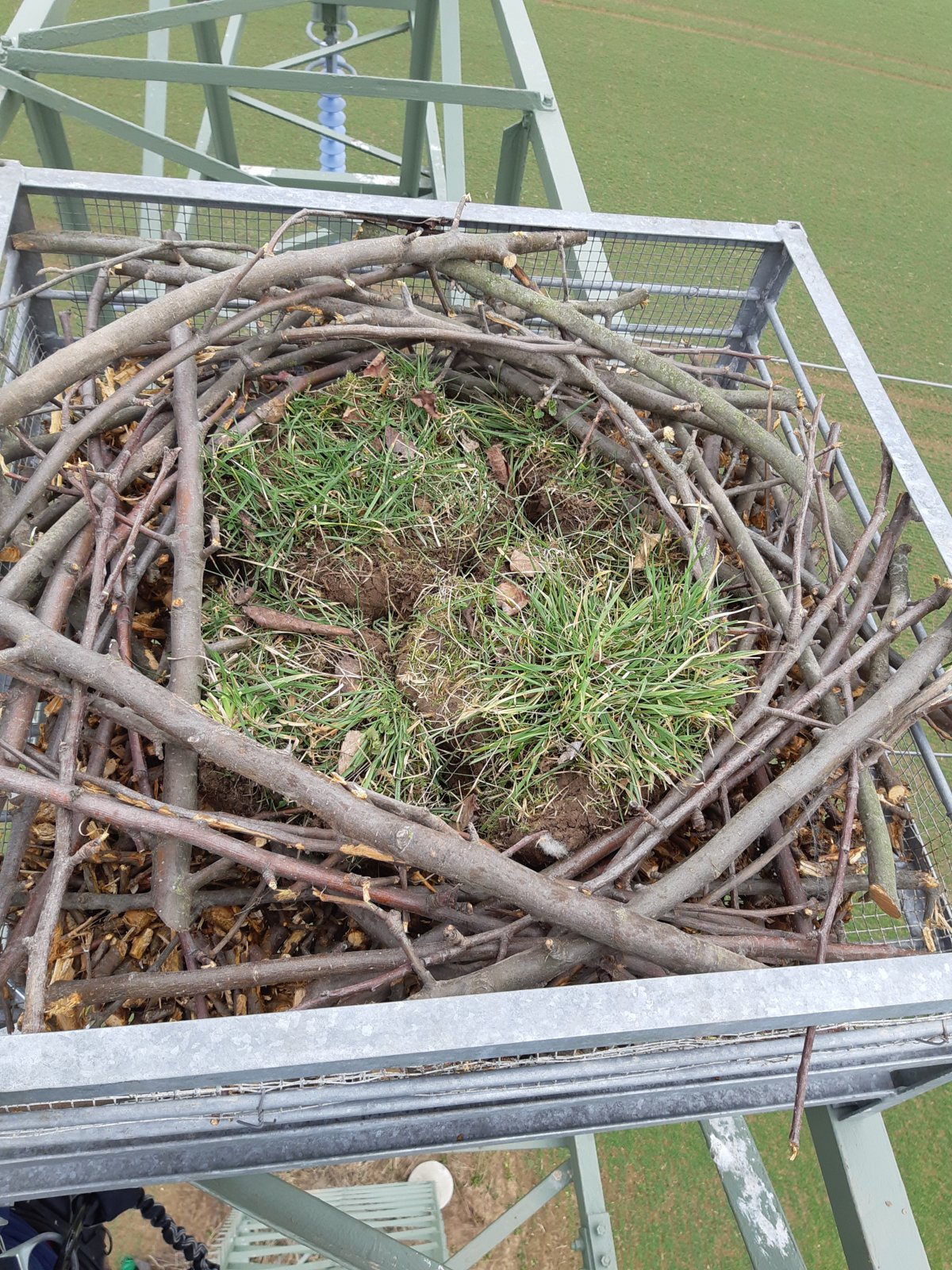Ein Fischadler-Nest.
