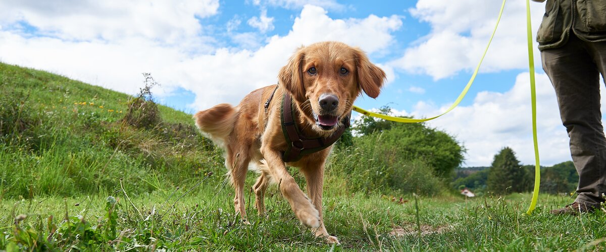 Unsere Artenspürhunde helfen auf unseren Baustellen bei der Suche nach geschützten Tierarten. | © DB AG/Faruk Hosseini