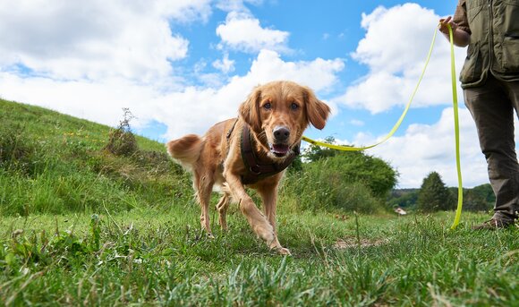 Unsere Artenspürhunde helfen auf unseren Baustellen bei der Suche nach geschützten Tierarten.