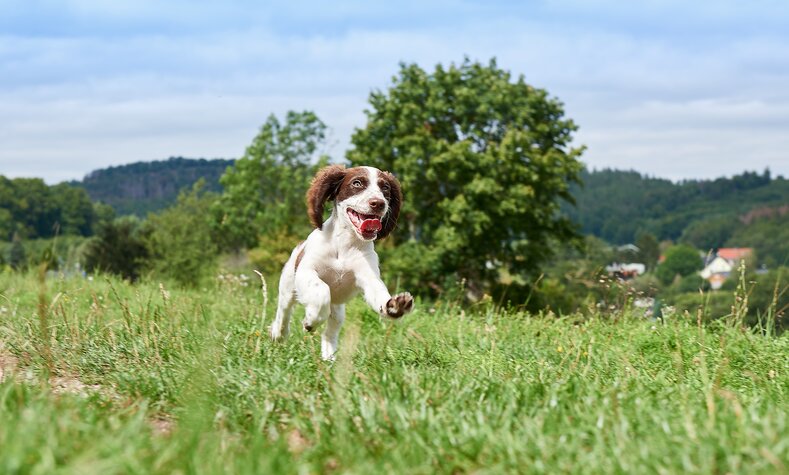 Unsere Artenspürhunde helfen auf unseren Baustellen bei der Suche nach geschützten Tierarten.