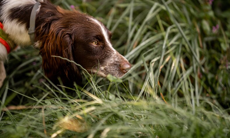 Die Hunde können Zauneidechsen, Schlingnattern, Fledermäuse & Co. schneller und zuverlässiger aufspüren als der Mensch.