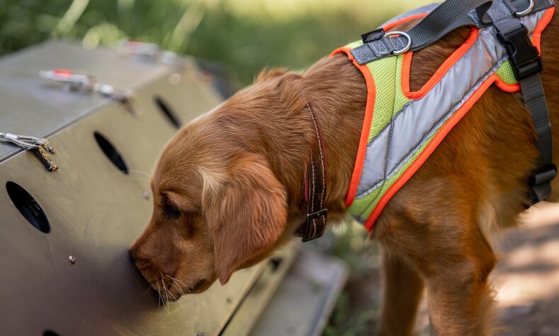 Mit Hilfe einer sogenannten Scentbox erlernen die Hunde das Aufspüren von Tierfährten.