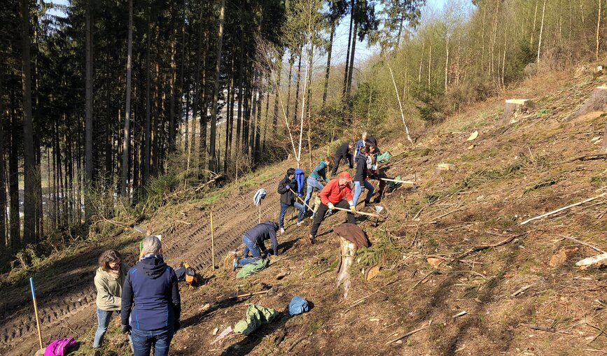 Bergwaldprojekt bringt Bäume für den Waldschutz
