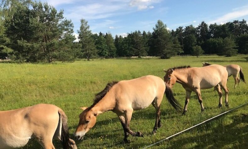 Wildpferde am GEO-Tag der Natur