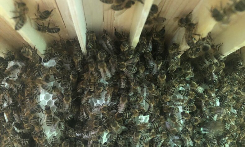 Bienen im DB-Bienenstock