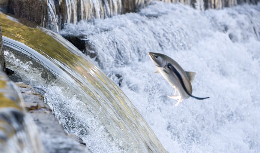 Lebensraumschaffung für Fische 