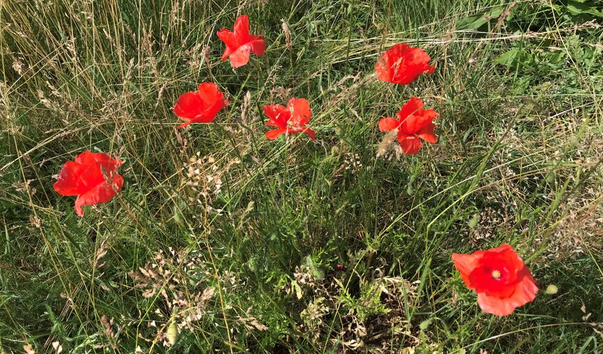 Mohnblumen auf einer Wiese: Die Deutsche Bahn wertet Flächen in Bayern ökologisch auf.