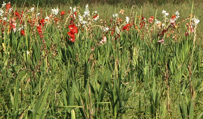 Ein Blumenfeld bei Vach.