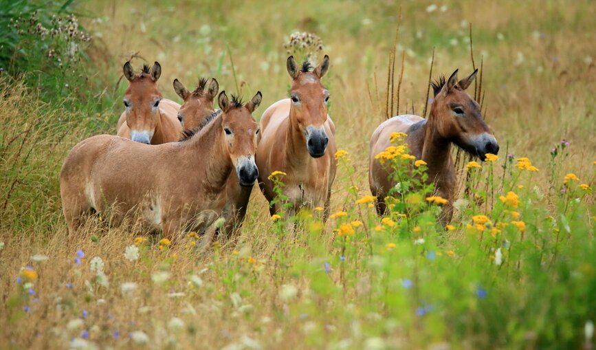 Wildpferde im Naturschutzgebiet