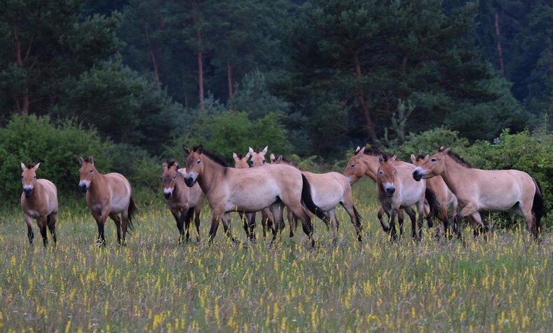 Die Herde der Prewalski-Wildpferde auf der Koppel im Naturpark bei Aschaffenburg.