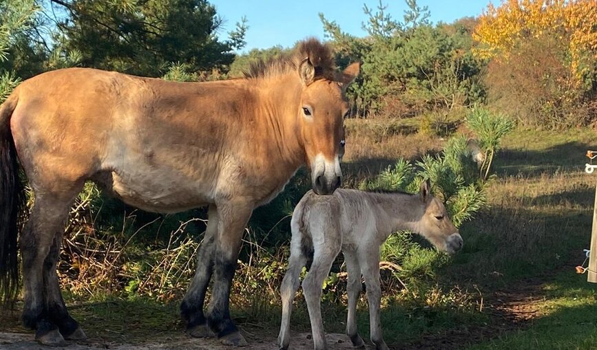 Ein Jungtier der Prewalski-Wildpferde mit seiner Mutter auf der Koppel.