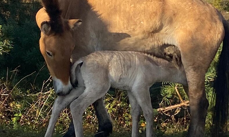Ein Jungtier der Prewalski-Wildpferde mit seiner Mutter auf der Koppel.