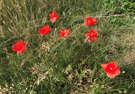 Mohnblumen auf einer Wiese: Die Deutsche Bahn wertet Flächen in Bayern ökologisch auf.