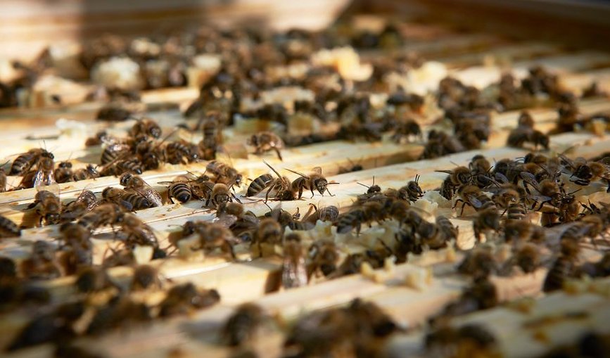 Bienen in der Nahaufnahme.
