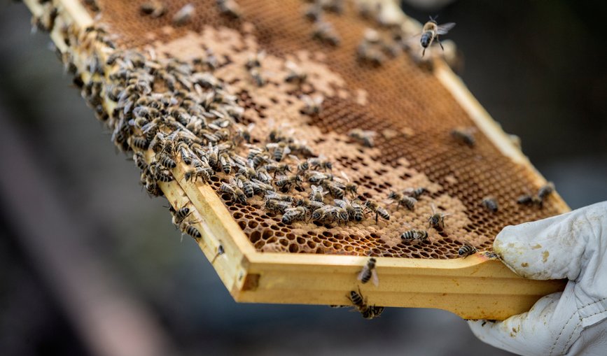 Bienen auf einem Bienenkasten