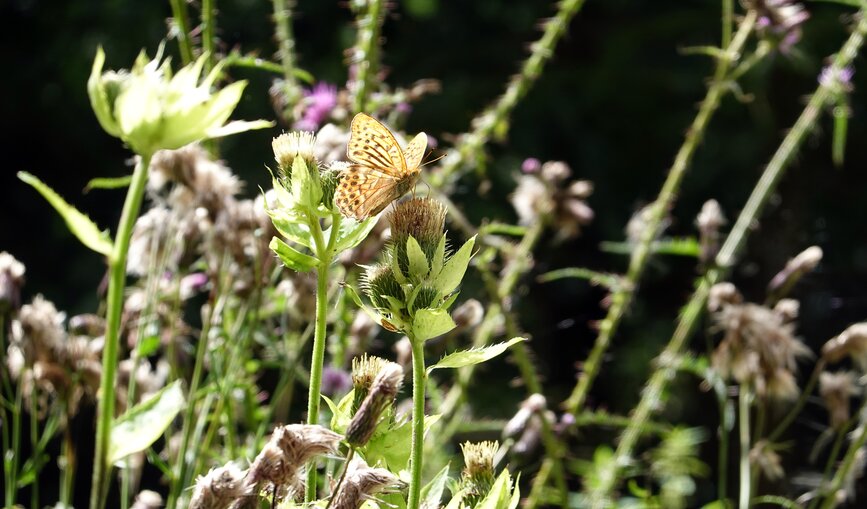 Schmetterling auf Wiese